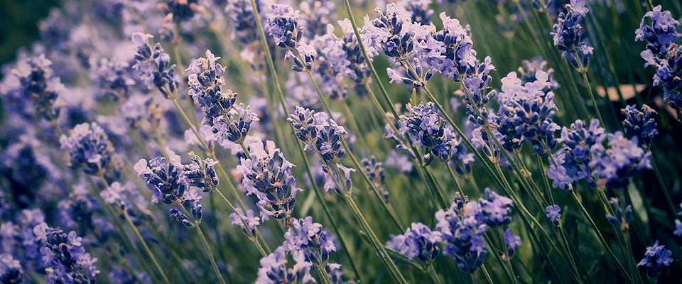 在线手机号平台